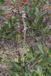 Chapman's blazing star